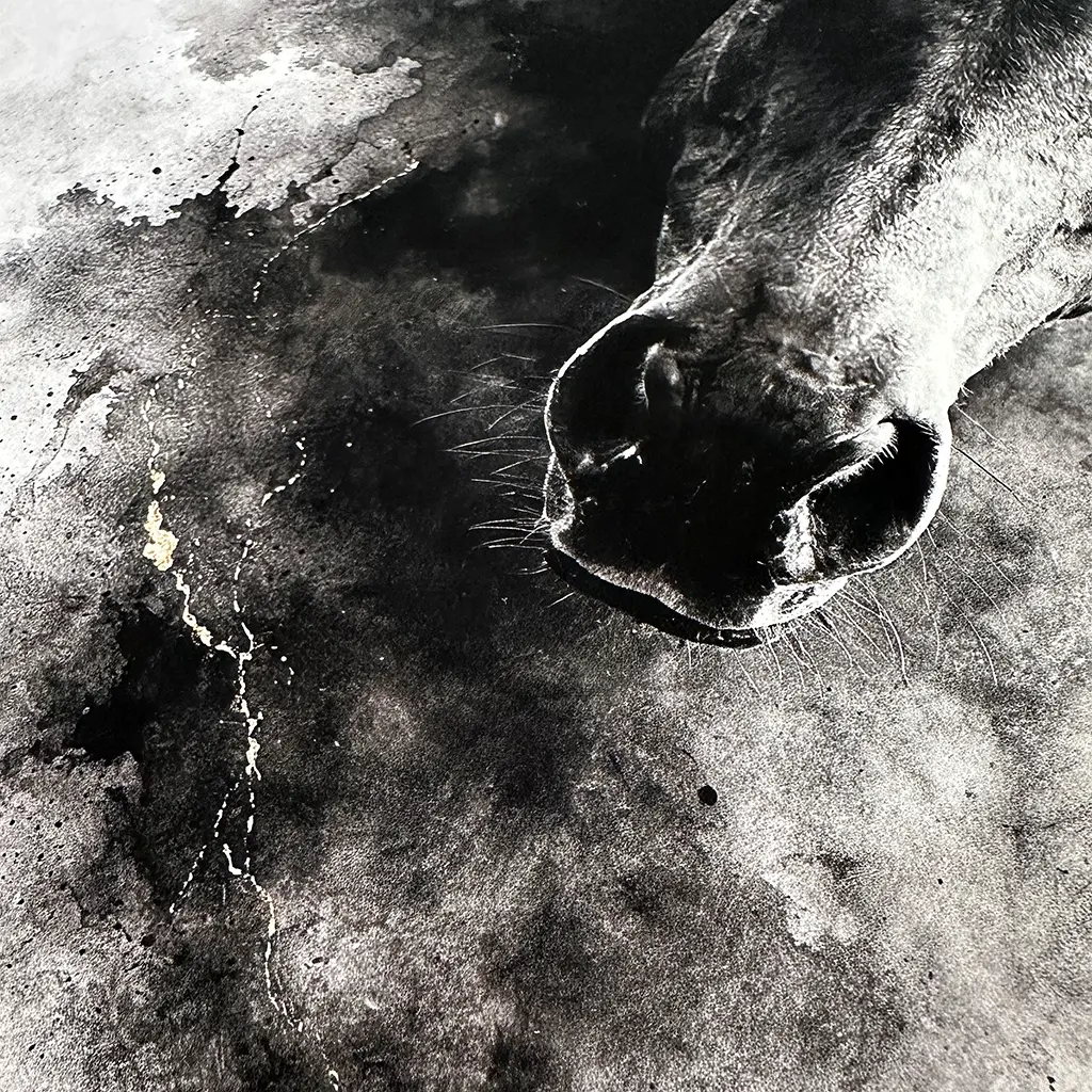 la curaduria UMBRA STUDIO